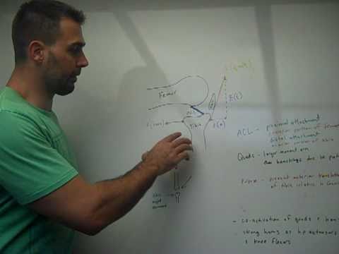 ACL Biomechanics and Split-Lines on Articular Cartilage