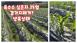 옥수수 미흑찰 심은지 25일 생육상태 체크 [옥수수재배방법]