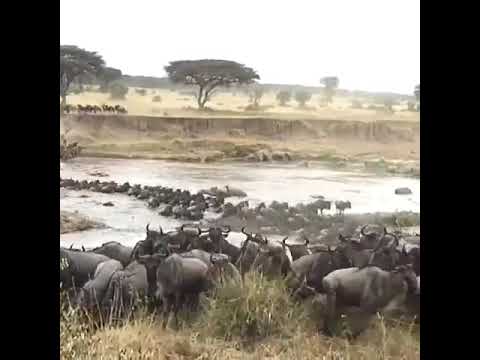 Serengeti Wildebeest Migration Safari