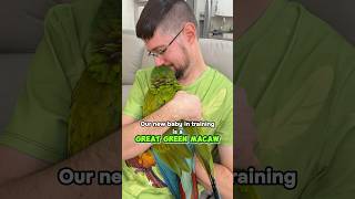 New Macaw in Training Reveal