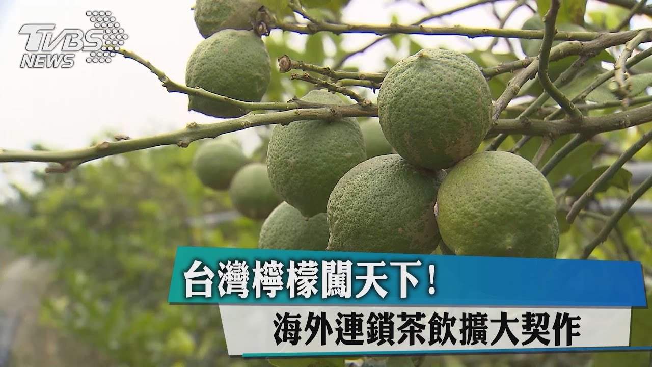 台灣檸檬闖天下！海外連鎖茶飲擴大契作