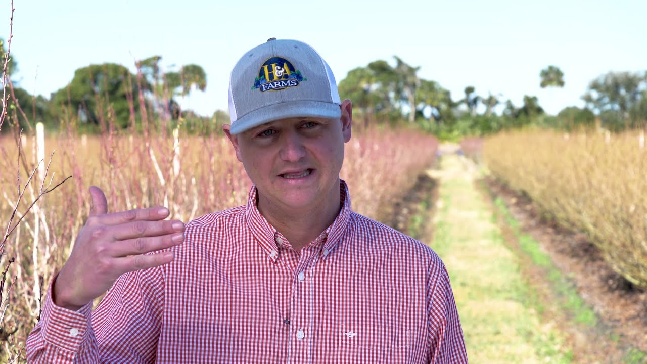 FFVA Annual Report 2021