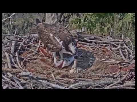 Achieva Osprey Cam ~ Little Ones Struggle To Eat, Mar 23, 2017