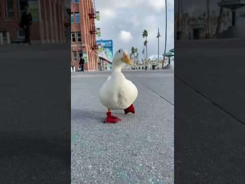 Don’t worry, Be happy