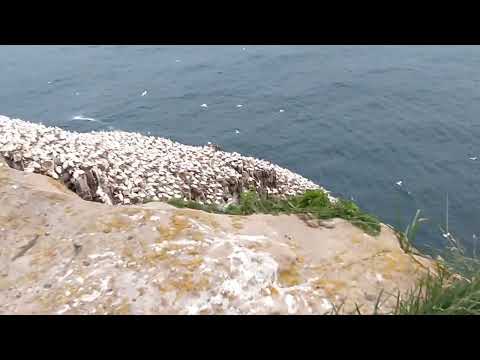 Visiting Cape St Mary's, Newfoundland, Aug 2, 2021 Video No 2