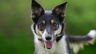 Carson First Birthday