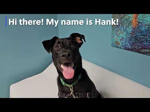 Hank, an adopted Retriever Mix in Kansas City, MO_image-1