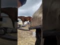 Close Up Of The Clench Being Folder Over Horses Horse