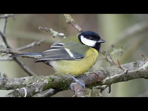 30 Fascinating Facts About the Great Tit (Parus major)!