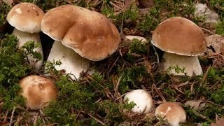 Смотреть онлайн Бизнес идея: выращивание грибов как бизнес