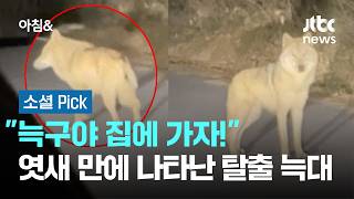 늑구야 집에 가자!…엿새 만에 나타난 늑대, 포획 작전 돌입 #소셜픽 / JTBC 아침&