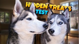 Dexterity and Practical Intelligence: Hidden Treat Test – Husky Male VS Female