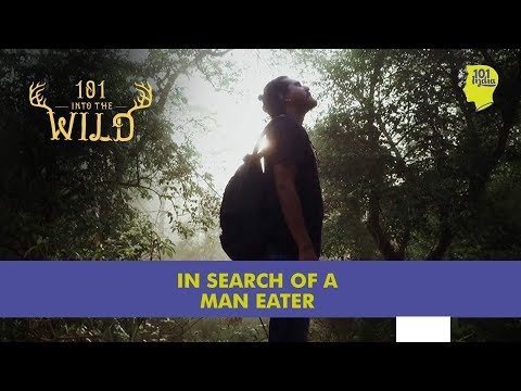 Anglin correyo Into the wild