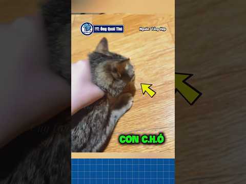 Ở chỗ mình gọi là con MÈO #shorts #ongquaithu