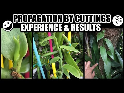 Vanilla Cutting Results & Best Tips Learned - Vanilla Orchid Propagation, How I did it!