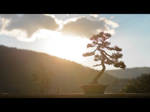 Japanese White Pine FULL Work in Bunjin Style - Arkefthos Bonsai