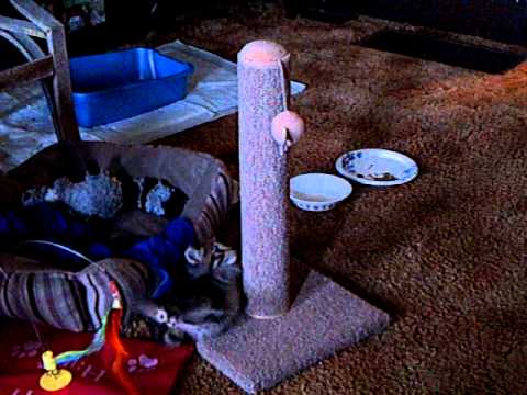 Scrappy Attacks The Scratch Post