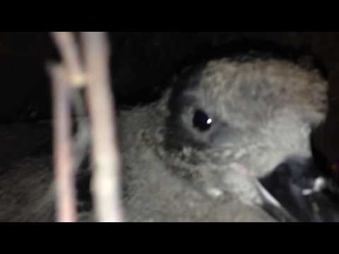 Grey-faced petrel fledging