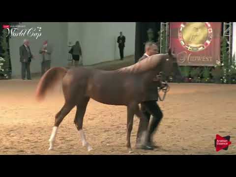 N.207 ROYAL FANTAZIA - LAS VEGAS 2019 - AHBA Legacy Yearling Fillies Championship ATH (Class 119)