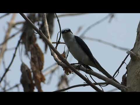 Pestrec sťahovavý (Pericrocotus divaricatus) — správanie a biotop