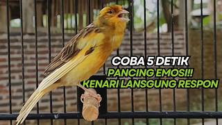 Download lagu Buktikan Sendiri! Pancingan Kenari Paling Ampuh Bikin Burung Gacor & Ngerol Respon Buka Paruh !! mp3
