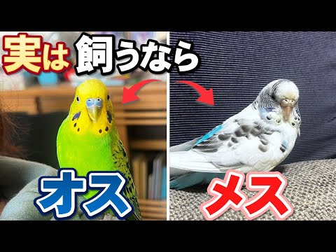 マダラシュインコについて詳しく解説