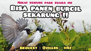 Download lagu Suara Pikat Kutilang Ribut Paling Ampuh Untuk Pikat Semua Jenis Burcil  mp3