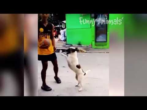 Funny Animals' Life - Cutest Animals Ever Part 16