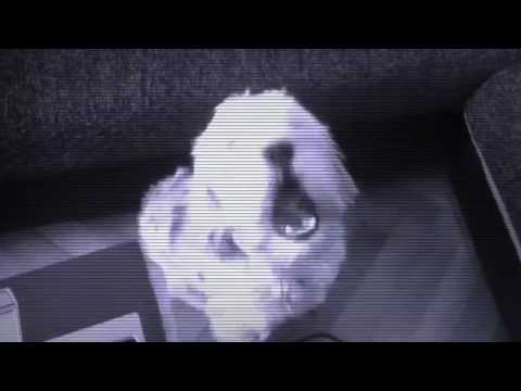 pejk boss - hund singt