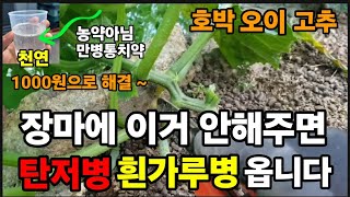 장마에 호박 오이 고추 이거! 안해주면 탄저병 흰가루병 무름병 잿빛곰팡이병 옵니다! #잿빛곰팡이병약 #흰가루…