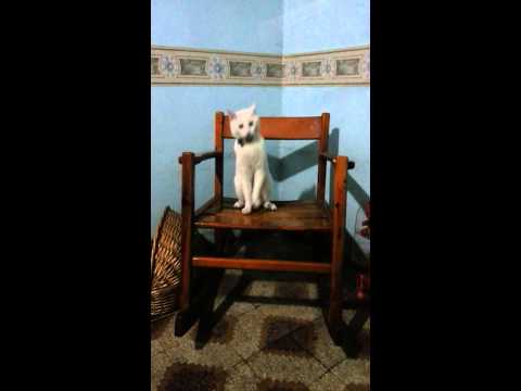 Crazy Van Cat...Caesar August Von Ergun