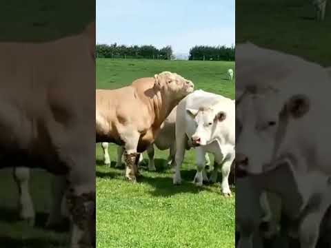 , title : 'Belgian Blue #shorts #youtubeshorts #cow #viral #cattle #bull'