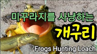 미꾸라지를 사냥하는 개구리들 Frogs Hunting Loach
