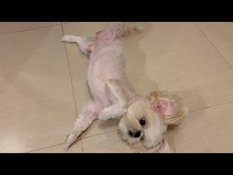Good Bye , My Friend ! (Cute & Funny Shih tzu Dog Video)
