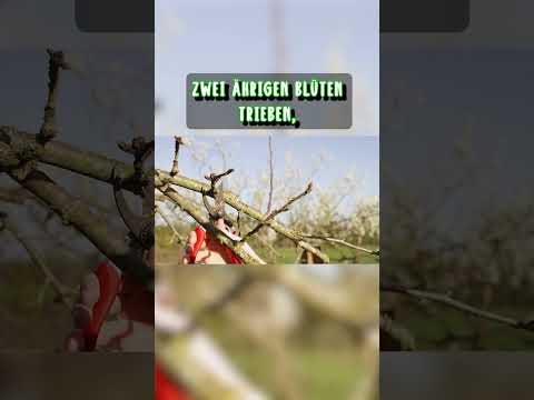 Wie schneidest du deine Obstbäume richtig? Tipps & Tricks aus dem #Gartenkalender für #Februar