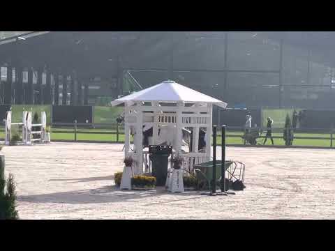 ZZ TOP (10yo Zirocco Blue) 01.07.22 Deurne 🇳🇱 - 3. Platz 120/125 cm