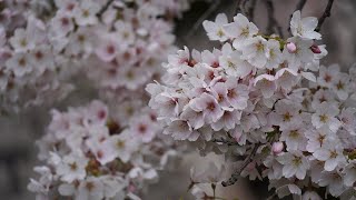シアトルで桜を見るなら