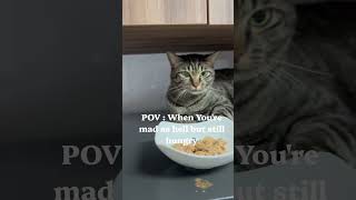 Music video thumbnail preview for Cats Need Food [Official] Kittycat Song 2 by Fred
