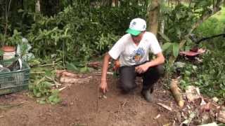 Agroflorestar, -Implementação manual e semimecanizada de canteiro agroflorestal