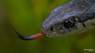 Northern Pacific Gater Snakes