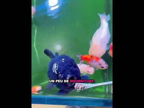 Poisson affamé près du verre 🐟🍽
