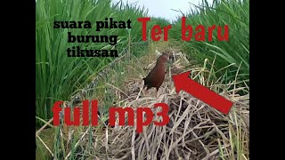 Download lagu Suara Pemanggil Pikat Burung Tikusan Mata Merah mp3 Download lagu Suara Pemanggil Pikat Burung Tikusan Mata Merah mp3