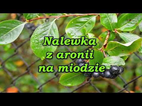 Nalewka z aronii na miodzie.