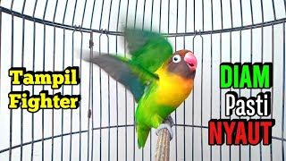 Download lagu Lovebird Gacor Ngekek Panjang TAMPIL FIGHTER Memancing BUNYI, Lovebird DIAM Jadi NYAUT mp3 Download lagu Lovebird Gacor Ngekek Panjang TAMPIL FIGHTER Memancing BUNYI, Lovebird DIAM Jadi NYAUT mp3