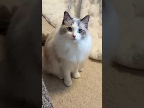 Cat meowing to attract cats