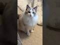 Cat Meowing To Attract Cats