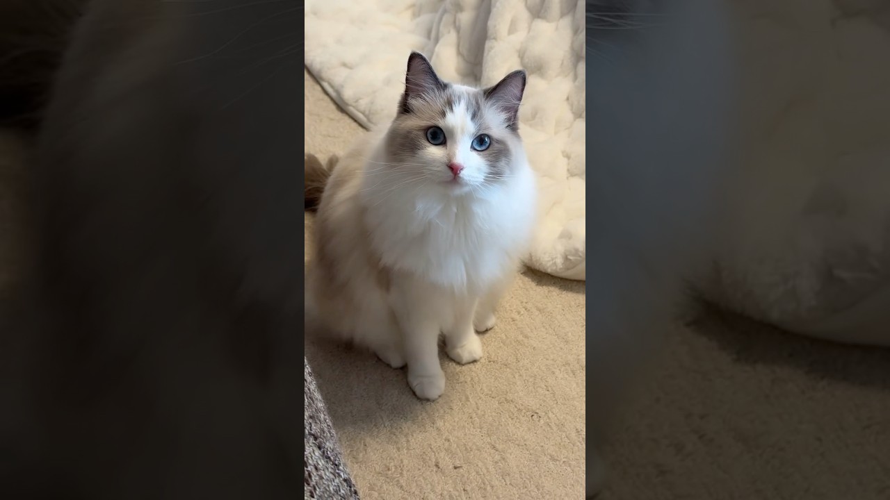 Cat meowing to attract cats
