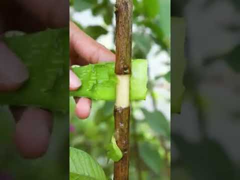 🌿Grow Guava Tree Fast with These Pro Tips for Beginners!