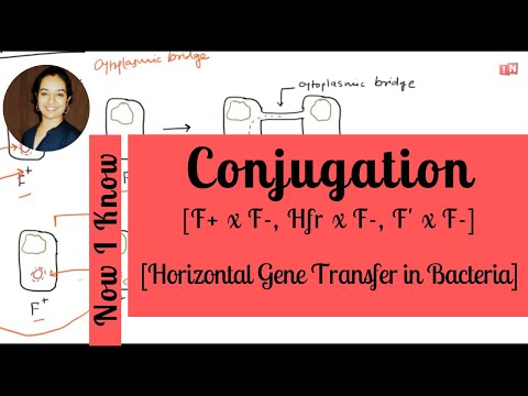 Conjugação Bacteriana - Parte de Transferência Horizontal de Genes - I [F+ x F-, Hfr x F-, F' x F-]