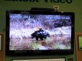 North American Bear Center